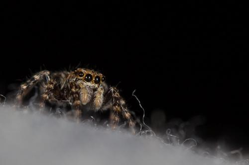 Réf. 221 085 : Pseudeuophrys lanigera