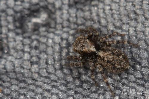 Pseudeuophrys lanigera