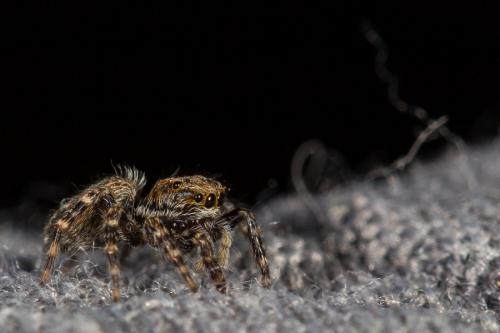 Pseudeuophrys lanigera