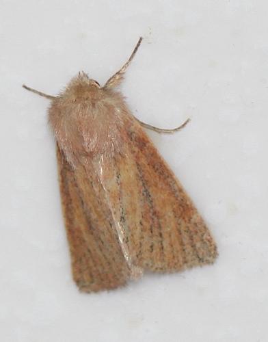 Réf. 221 428 : Denticucullus pygmina