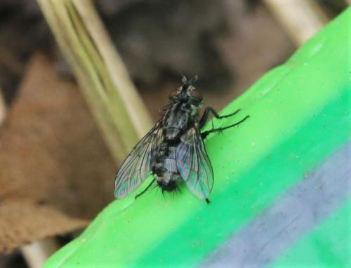Miltogramminae