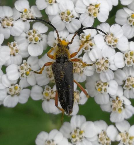 Stictoleptura stragulata