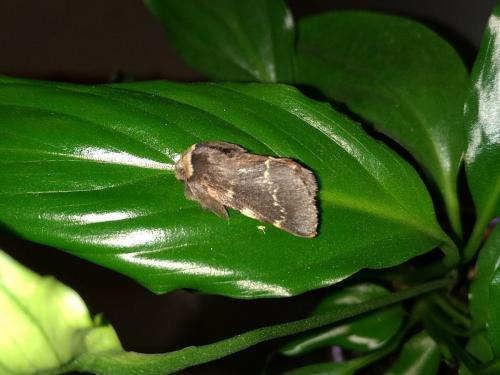 Poecilocampa populi
