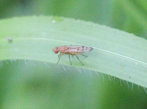 Opomyza florum