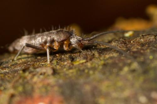 Réf. 221 332 : Pogonognathellus longicornis