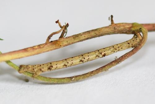Peribatodes rhomboidaria