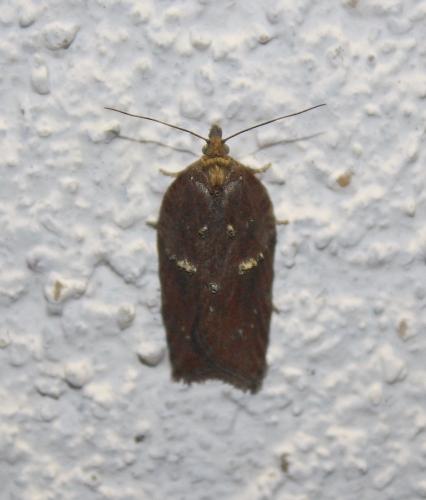 Acleris sp.