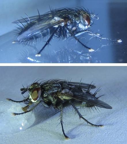 Réf. 221 568 : Voria ruralis