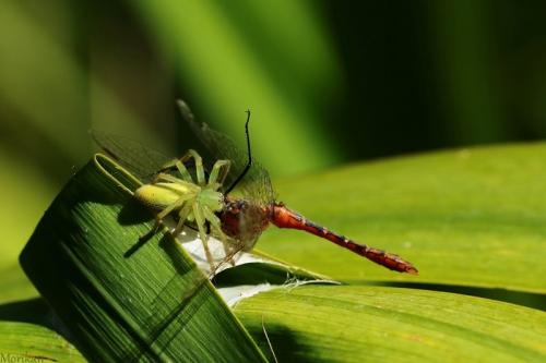 Sympetrum sanguineum