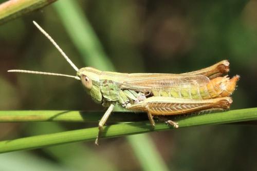 Réf. 221 383 : Euchorthippus declivus