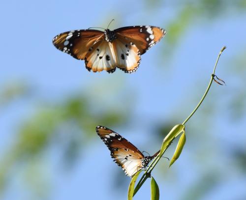 Réf. 221 713 : Danaus chrysippus