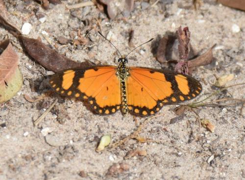 Acraea serena