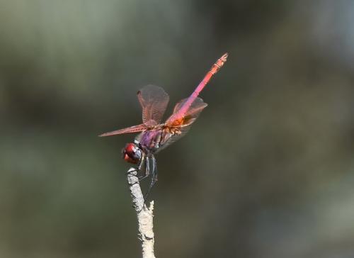 Trithemis annulata