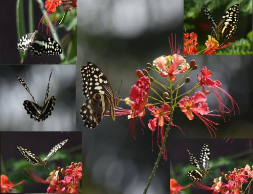 Réf. 221 668 : Papilio demodocus