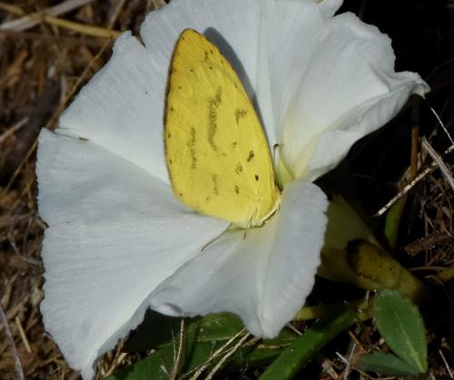 Réf. 221 686 : Eurema sp.