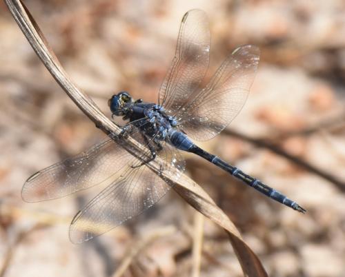Réf. 221 277 : Orthetrum trinacria