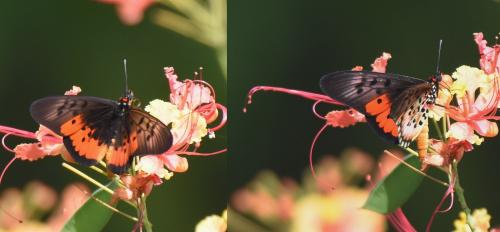 Réf. 221 881 : Acraea egina