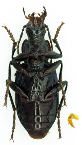 Réf. 221 821 : Laemostenus venustus