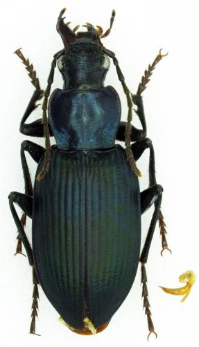 Laemostenus venustus