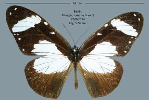 Amauris niavius