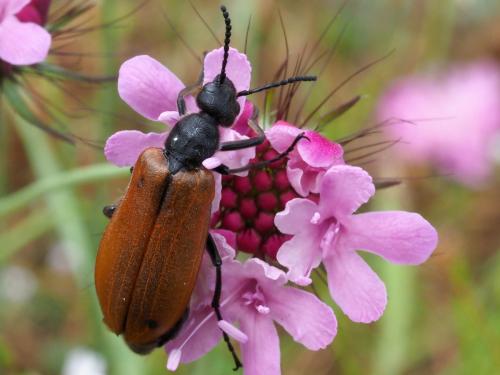 Réf. 221 000 : Lydus europaeus