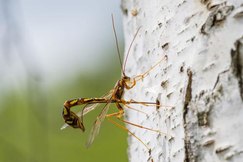 Megarhyssa perlata