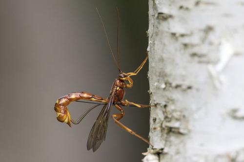 Megarhyssa vagatoria vagatoria