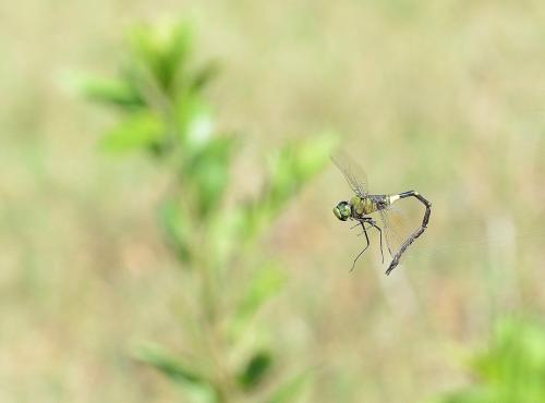 Anax tristis