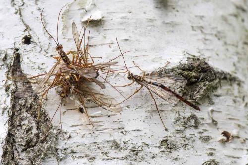 Megarhyssa perlata