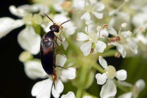 Mordellochroa abdominalis