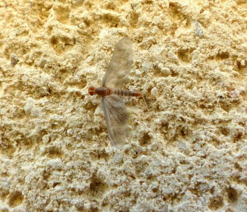 Réf. 221 751 : Procloeon pennulatum