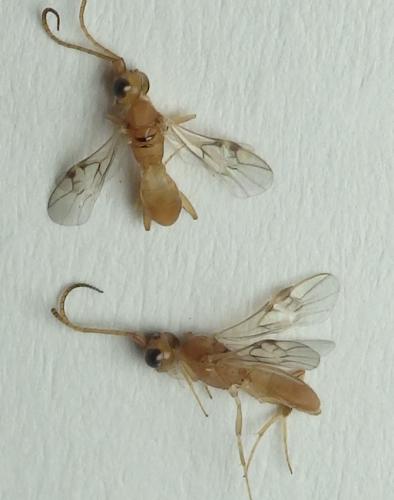 Phanerotoma sp.