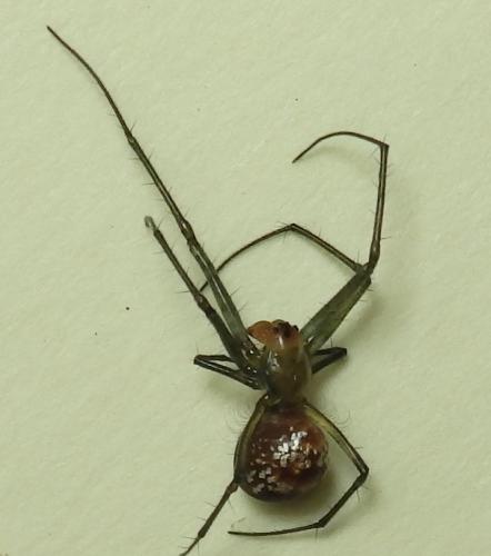 Leucauge sp.