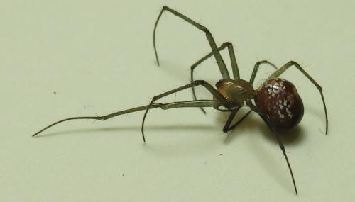 Leucauge sp.