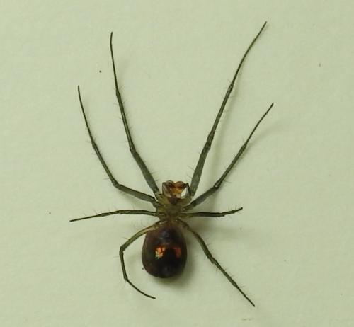 Leucauge sp.