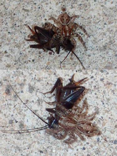 Plexippus sp.