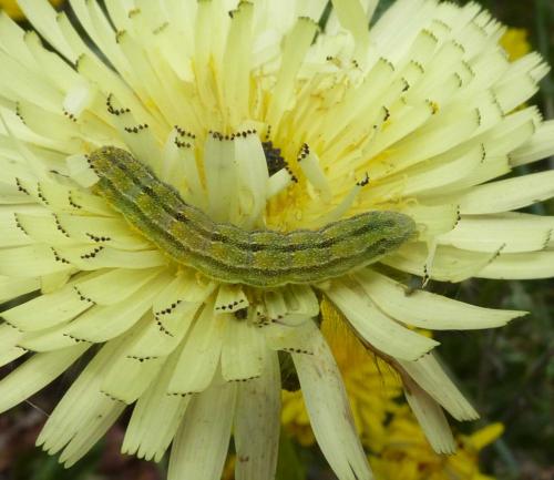 Réf. 221 494 : Heliothis peltigera