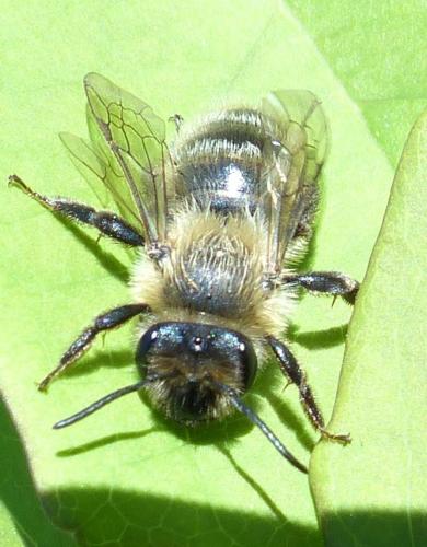 Andrena (scotica-trimmerana)