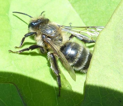 Andrena (scotica-trimmerana)