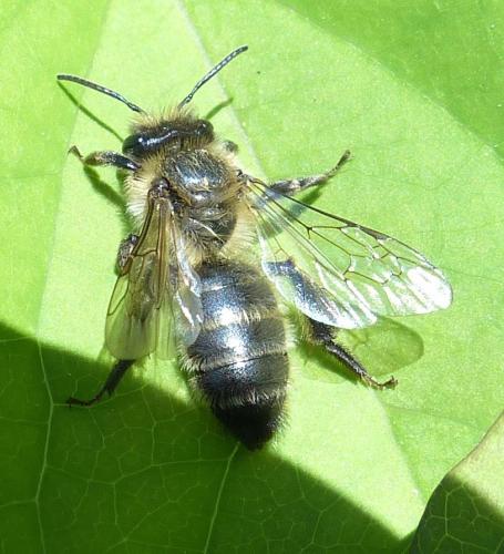 Andrena (scotica-trimmerana)