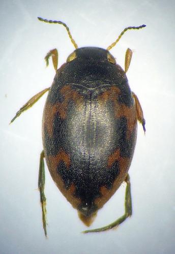 Réf. 221 172 : Stictonectes lepidus