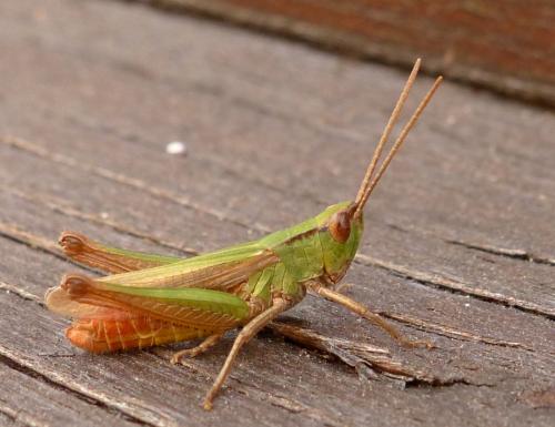 Chorthippus dorsatus dorsatus