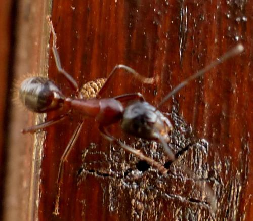 Camponotus ligniperda