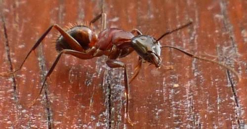 Réf. 221 508 : Camponotus ligniperda