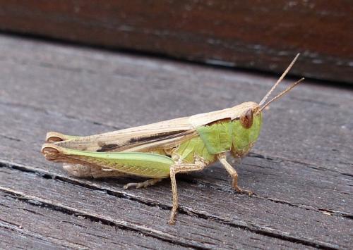 Réf. 221 422 : Chorthippus dorsatus dorsatus