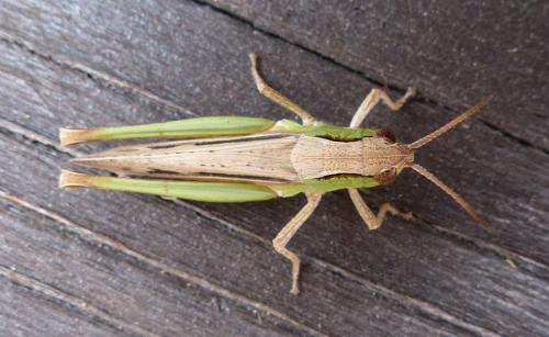 Chorthippus dorsatus dorsatus