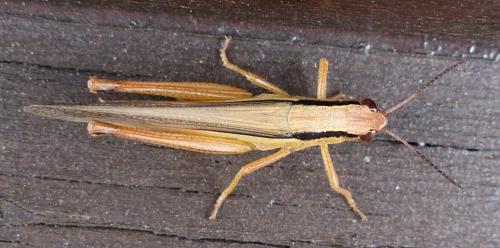 Réf. 221 289 : Mecostethus parapleurus parapleurus