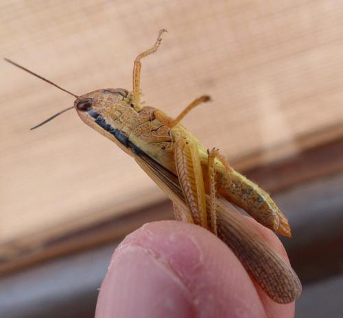 Mecostethus parapleurus parapleurus