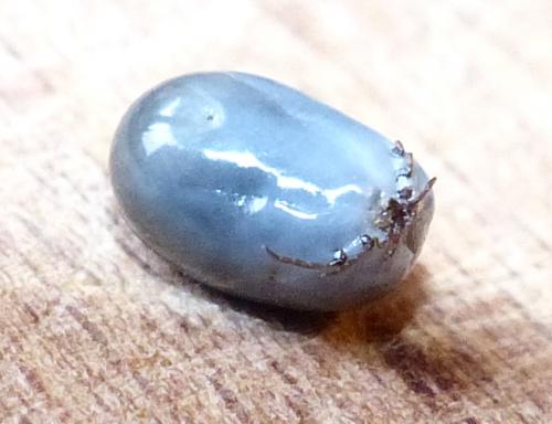 Ixodes ricinus