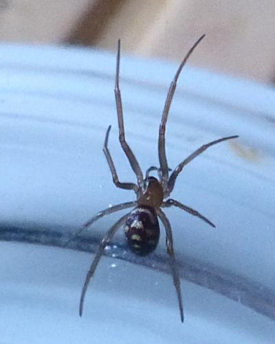 Steatoda grossa